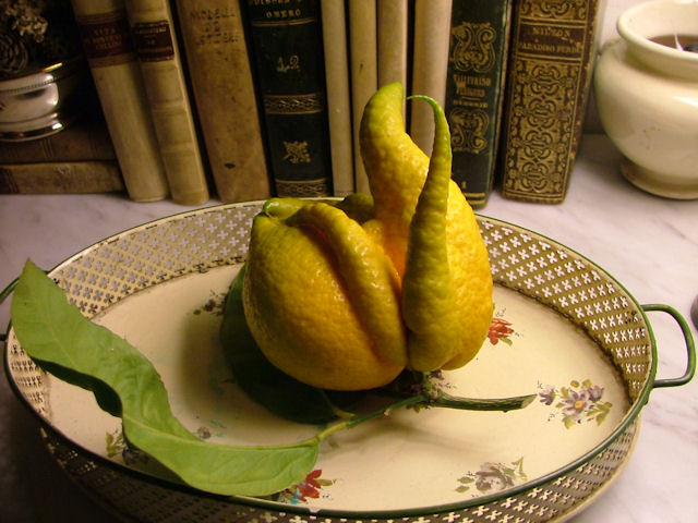 Acaro delle meraviglie su Cedro della China